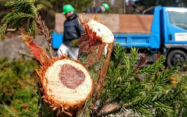 静岡片付け110番の庭木伐採サービス